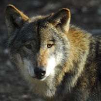 Wildnis in Klein Auheim